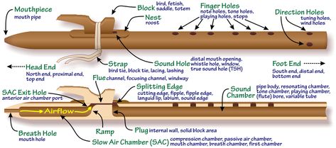 Flute Images, Handmade Instruments, Shakuhachi Flute, Sensory Integration Activities, Native American Flute Music, Native Flute, Wooden Flute, Native American Horses, Flute Player