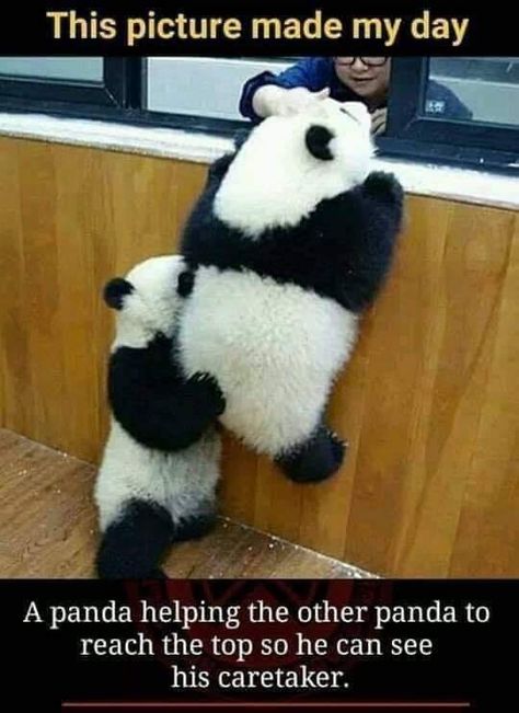 Panda Facts, Baby Panda Bears, Panda Bears, Baby Panda, Cute Panda, Animal Tattoos, Sweet Animals, Funny Animal Pictures, Cute Little Animals