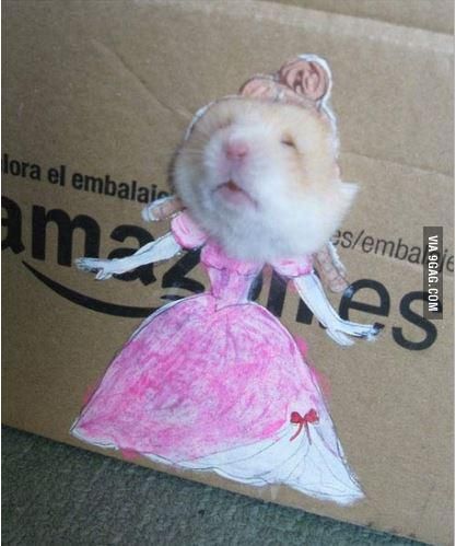 Hamster Princess Hamster Aesthetic, Rattus Rattus, Funny Hamsters, A Hamster, Cute Guinea Pigs, Cute Rats, Cute Hamsters, Funny Animal Jokes, Funny Animal Memes