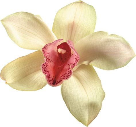 Pink, Flowers, Beautiful Orchids, Orchid Flower, Orchids, White Background, Red, White