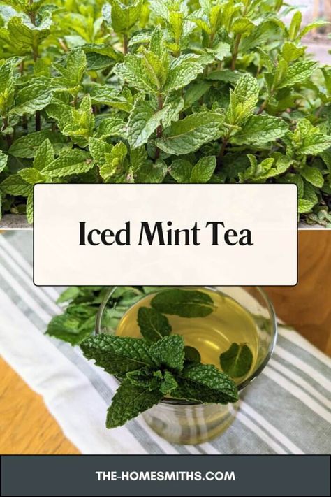 Simple and Fresh Iced Mint Tea - The Homesmiths Mint Tea Recipe, Fresh Mint Tea, Basil Tea, Spearmint Tea, Frugal Recipes, Alcohol Free Drinks, Iced Tea Recipes, Herbal Recipes, Mint Tea