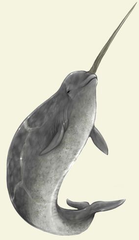 Narwhal Real, Narwhal Pictures, Narwhal Drawing, Narwhal Tattoo, Narwhal Art, Cute Narwhal, Whale Art, Rare Breed, Narwhal