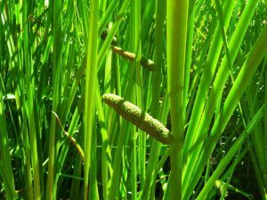 Sweet Flag (Acorus calamus) is also known as Calamus, Sweet Rush or Sweet Cinnamon although the roots taste like ginger. Also known as Calamus it has a spicy fragrance to it with the leaves having lemony overtones. It’s a forager’s treat, as you can eat the raw, partially grown flower stems of calamus. In Spring, the young stalks, with half-grown leaves packed inside them, are sweet and tasty raw in a salad. Continue reading All About Sweet Flag | Know Your Spice Gorabach (Acorus calamus) at Rec Society Garlic, Floating Pond Plants, Dolphin House, Water Gardens Pond, Ayurvedic Recipes, Water Chestnut, Creeping Jenny, Floating Plants, Pond Plants