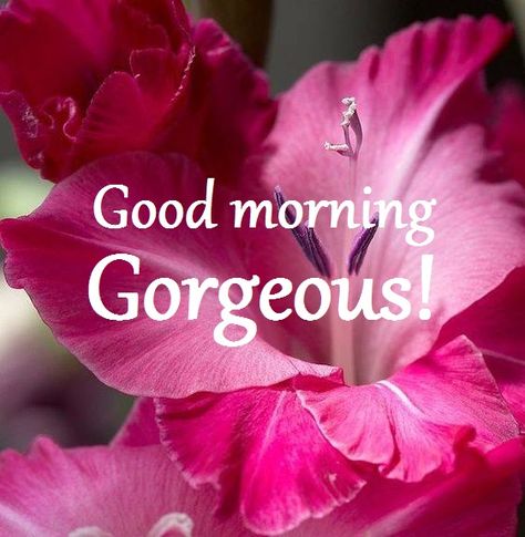 Good morning Gorgeous! Good Morning Ladies Quotes, Good Morning Gorgeous Quotes, Pink Good Morning Quotes, Good Morning Princess, Good Morning Gorgeous Quotes For Her, Good Morning Princess Beautiful, Good Morning For Her, Good Morning Wishes With Flowers Nature, Good Morning Sun