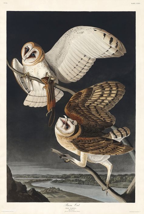 Barn Owl from Birds of America (1827) by John James Audubon (1785 - 1851 ), etched by Robert Havell (1793 - 1878). The original Birds of America is the most expensive printed book in the world and a truly awe-inspiring classic. | free image by rawpixel.com Barn Owl Art, Owl Posters, Owl Art Print, Audubon Birds, James Audubon, Birds Of America, Gray Owl, Vintage Apple, John James Audubon