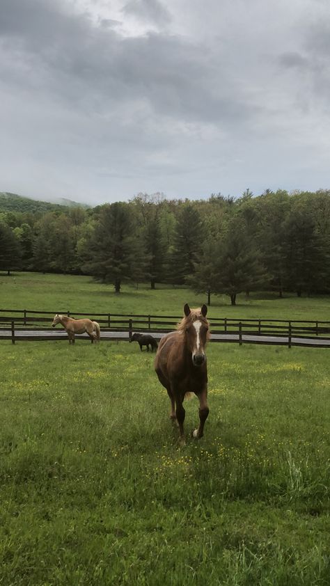 Horses Farm, Horses In A Field, Horse In Field, Horse Farm Aesthetic, Horse Field, Horse Pasture, Horse Farm, Farming Aesthetic, Farm Girl Aesthetic