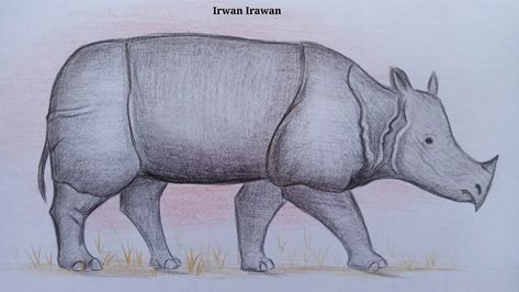 Rhinoceros sondaicus 
Badak Jawa, Javan Rhinoceros 
Periode Fauna: Trinil H.K (900 ribu tahun), Kedung Brubus 
(800-700 ribu tahun lalu), Punung (125-60 ribu tahun lalu) 
Komposit Gua Holosen (10-6 ribu tahun lalu) & Sekarang. 
Hewan purba ini masih bertahan dalam populasi kecil di 
Ujung Kulon. Badak Bercula Satu, Badak Jawa, Javan Rhinoceros, Moose Art, Animals, Quick Saves, Art