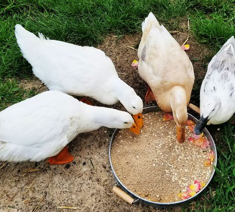 Duck Feeder, Duck Enclosure, Keeping Ducks, Male Duck, Duck Pens, Chickens And Ducks, Backyard Ducks, Duck Coop, Duck Farming