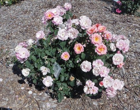 Peachy Knockout TM — American Rose Trials for Sustainability® Landscaping, Knockout Roses In Landscaping, Roses In Landscaping, Rosa China, Knockout Roses, Color Rosa, Knock Out, Sustainability, Floral Wreath