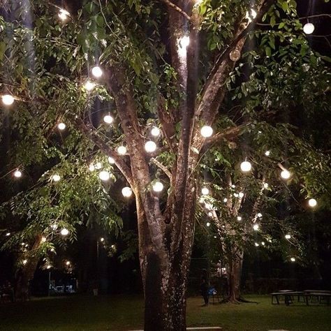 Tree
Nature
Scenario 
Travel Fairy Lights Garden Outdoor, Hanging Tree Lights, Chandelier Tree, Outdoor Tree Lighting, Fairy Lights In Trees, Tree Restaurant, Fairy Lights Wedding, Trees Photography, Rhinestone Cowgirl