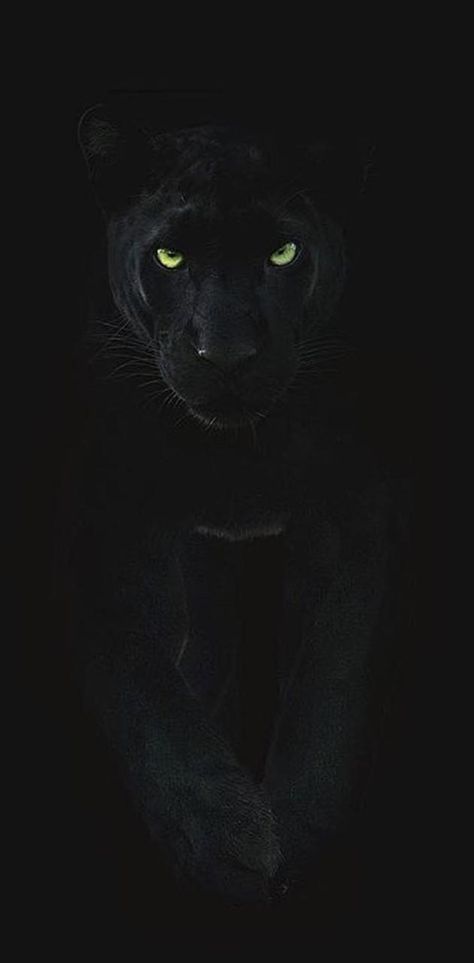 Puma Animal Black, Puma Wallpaper, Black Jaguar Animal, Jaguar Wallpaper, Black Panther Cat, Panther Pictures, Panther Cat, Jaguar Animal, Image Moto