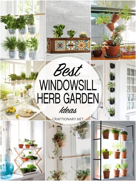 Learn how to grow a successfully planted herb garden from seeds indoors in your windowsill in the kitchen with creative ideas for home. Diy Herb Indoor Garden, Hanging Herbs In Kitchen Window, Diy Window Herb Garden, Growing Herbs In Kitchen Window, How To Grow Herbs Inside, Growing Herbs Indoors Ideas, Grow Indoor Herbs, Kitchen Herbs Ideas, Herb Pots Indoor Window Sill