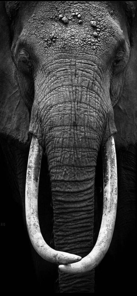 Elephant Hd Images, Black And White Animal Pictures, Elephant Black And White, Elephant Stencil, Yugioh Dragon Cards, Close Up Faces, Elephant Pictures, Owl Wall Art, Wild Animals Pictures