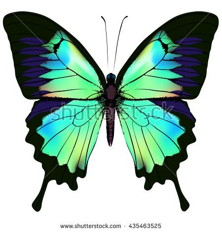 Tropical Butterflies Stock Photos, Images, & Pictures | Shutterstock Papilio Ulysses, Watercolor Butterflies, Art Papillon, Butterfly Background, Butterfly Images, Butterfly Pictures, Butterfly Drawing, Green Butterfly, Butterfly Painting