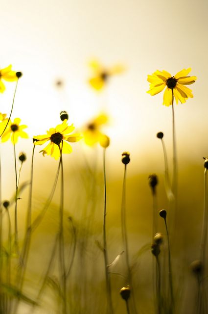 Image Zen, Morning Msg, Good Morning Cards, Wild Flower, Mellow Yellow, Shades Of Yellow, Floral Cards, Flower Photos, Belleza Natural