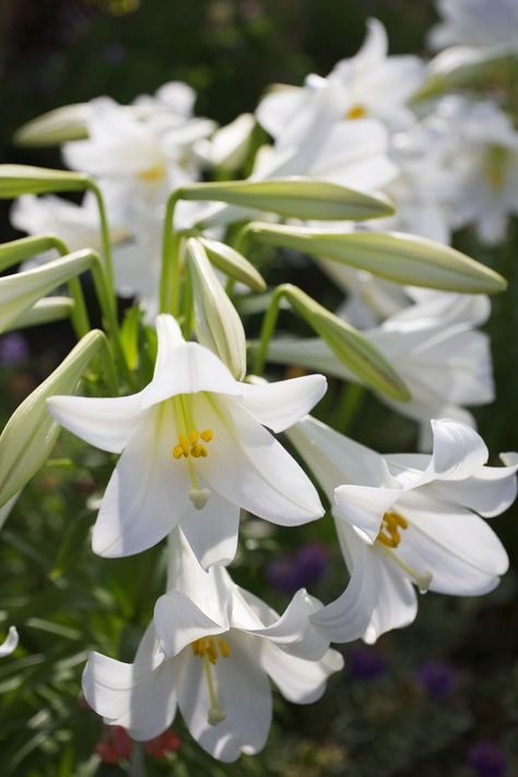 The Best Lily Varieties for Your Garden Easter Lily Care, Lily Care, Tattoo Plant, Lilly Flower, Easter Lily, Lily Plants, White Lilies, Lily Flower, Chrysanthemum