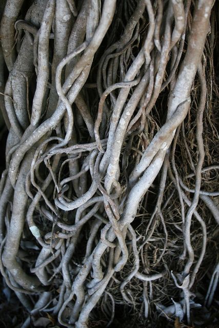 Lost Garden, Growth And Decay, Tree Textures, Unique Trees, Tree Roots, Environment Concept Art, Natural Forms, The Roots, Dark Forest