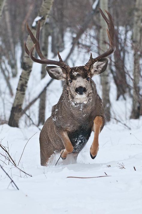 Mule Deer running in snow! #HeadsofState Deer Hybrid, Funky Creatures, Draw Wolf, Elk Pictures, Mule Deer Hunting, Whitetail Deer Pictures, Deer With Antlers, Mule Deer Buck, Big Deer