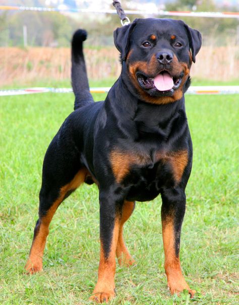 Rotveileri Dog, American Rottweiler, Aesthetic Cute Dog, Rottweiler Pictures, Rottweiler Dogs, Cute Dog Videos, Big Dogs Breeds, Biggest Dog In The World, Biggest Dog