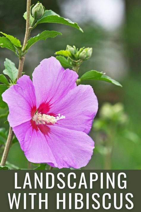 Hibiscus Front Yard Landscaping, Hibiscus Flower Bed Ideas, Hibiscus In Landscaping, Hibiscus Garden Landscaping Front Yards, Hibiscus Flower Landscaping Ideas, Hibiscus Landscape Ideas, Hardy Hibiscus Landscaping, Hibiscus Plant Landscape, Simple Tropical Landscaping Front Yard