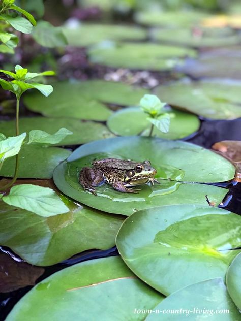 Nature, Frog Pond Aesthetic, Pond Reference, Frog In Pond, Frog In A Pond, Frogs On Lily Pads, Pond Natural, Pond Pictures, Frog And Lily Pad