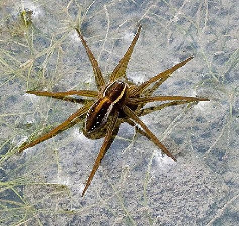 Spider Identification Chart, Australian Spider, Spider Identification, Fishing Spider, Wolf Spider, Beautiful Bugs, Creepy Crawlies, Character Board, Animal References