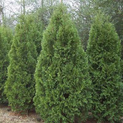 Evergreen Privacy Screens - This Old House Green Giant Arborvitae, Thuja Green Giant, Cypress Mulch, Giant Arborvitae, Emerald Green Arborvitae, Fast Growing Shrubs, Leyland Cypress, Arborvitae Tree, Thuja Occidentalis