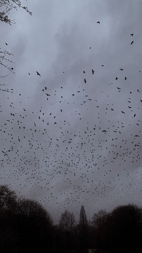 Are you afraid of crows? When they circle the sky like a huge cloud and emit an ominous croak at the beginning of a storm, it is unsettling but insanely mesmerizing. Nature, Unsettling Aesthetic Wallpaper, Unsettling Wallpaper, Ominous Background, Ominous Aesthetic, Quinn Core, Unsettling Aesthetic, The Croaking, Evelyn Core