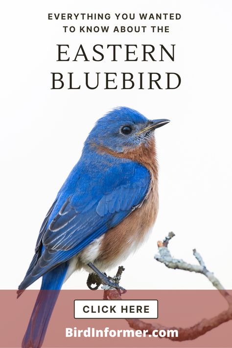 Bird Parakeet, Bluebird Nest, Ag Education, Backyard Birds Feeders, Backyard Animals, House Cards, Blue Bird Art, Bird Facts, Bird Identification