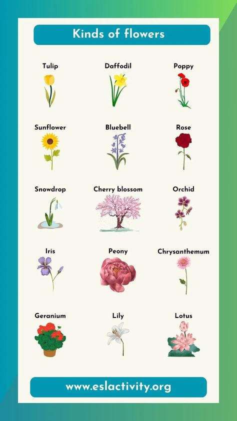 Check out this chart with the kinds of flowers with pictures. Learn the names of the most popular flowers in English. #learnenglish #learningenglish #english #vocab #vocabulary #englishvocab #englishvocabulary #toefl #toeic #ielts #flower #flowers #flowernames #flowername Flowers Vocabulary, Names Of Flowers, Toefl Vocabulary, Esl Learning, Kinds Of Flowers, English Names, Teaching Esl, Flower Types, Confusing Words