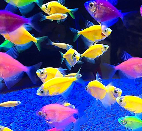 Glofish Danio, Aquatic Ambience, Neon Sweet 16, Glofish Aquarium, Neon Fish, Sensory Images, Transparent Fish, Glow Fish, Undersea World