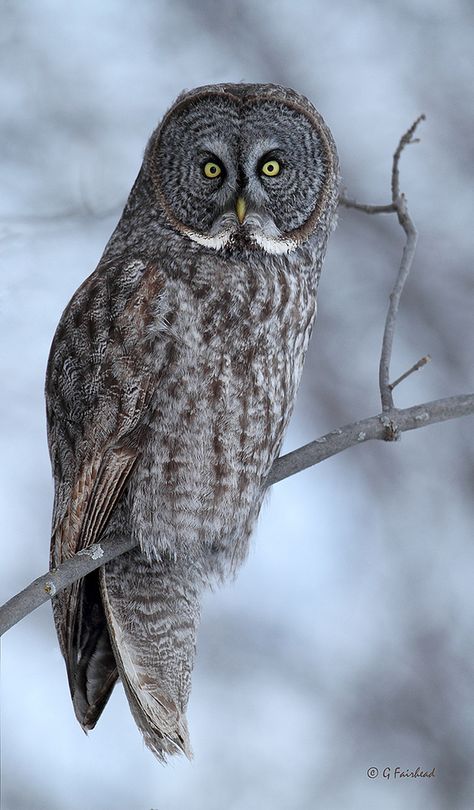 Great Gray Owl, Owl Quilts, Owl Photography, Grey Owl, Animal Images, Great Grey Owl, Owl Photos, Bird Carving, Owl Pictures