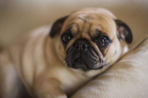 When humans are reunited with their pets, owners might shed more than a few tears. But do dogs do the same? Until now, most evidence has indicated that, while they do exhibit empathic responses to humans in need of comfort, dogs do not cry. But a new study from Japan, published in the journal Current […] The post Do Dogs Cry? New Study Indicates Dog Tears Facilitate Canine-Human Bond appeared first on American Kennel Club. Dramamine For Dogs, Dog Whining, Dog Crying, Dog Shaking, Dog Stories, Dog People, Guide Dog, Older Dogs, American Kennel Club