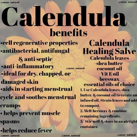 Healing Benefits of Calendula & Salve Calendula Salve Benefits, Calendula Spiritual Benefits, African Rituals, Benefits Of Calendula, Herbs For Protection, Calendula Salve, Herbal Medicine Recipes, Herbal Remedies Recipes, Calendula Benefits