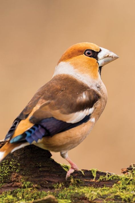 Uncover the secrets of the Hawfinch, a shy and elusive finch with a powerful bill. Learn about its diet, habitat, and tips for spotting one in the wild. Hawfinch, Bird Facts, Pale Orange, British Countryside, In The Wild, Song Bird, Mother Nature, The Wild, Habitat