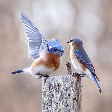 Bluebirds Aesthetic, Female Bluebird, Blue Footed Bird, There’s A Bluebird In My Heart, Eastern Bluebird Photography, Eastern Bluebird, Nesting Boxes, Song Bird, Bird Photo