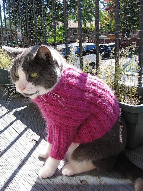 Cat sweater by "penny" was already taken, via Flickr @Paige Leigh Cat Sweater Knitting Pattern, Cat Sweater Pattern, Cat Sweater, Knitted Cat, Pet Sweater, Pet Fashion, Cat Costumes, Dog Sweaters, Sweater Knitting Patterns