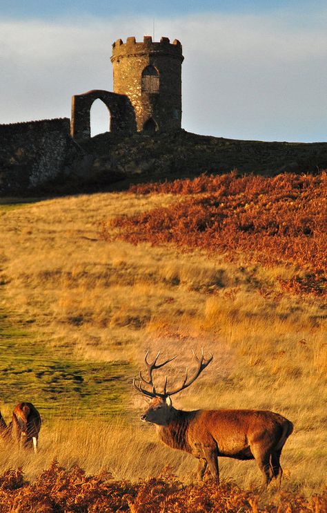 Old John, Bradgate Park Where Lady Jane Grey grew up. Now part of an 850 acre public park in the Charnwood Forest. Leicestershire. Jane Grey, Lady Jane Grey, Floor Sanding, Leicester England, Art In The Park, English Heritage, British Countryside, Cleaning Wood, Floor Care