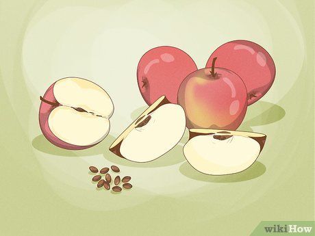 3 Ways to Plant Apple Seeds - wikiHow Growing Apple Trees, Fruit Trees Backyard, Tree Seedlings, Buy Seeds, Apple Seeds, Peat Moss, Crab Apple, Apple Tree, Potting Soil