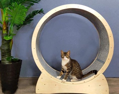 Cat Running Wheel, Cat Treadmill, Cat Running, Cat Exercise Wheel, Hamster Wheel, Cat Exercise, Exercise Wheel, Cat Tree Condo, Cat Climbing