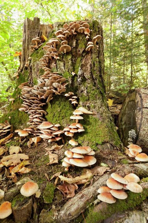 Mushrooms On Tree Stump, Swamp Mushrooms, Mushrooms Growing On Trees, Mushrooms On Trees, Christmas Tree Inspiration Rustic, Mushrooms Growing, Marquette Michigan, Goblincore Aesthetic, Mushroom Pictures