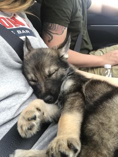 Big Dog Puppies, German Shepherd Puppy Aesthetic, Puppy Boy Aesthetic, German Shepherd Aesthetic, Puppies German Shepherd, Baby German Shepherds, Sleeping Puppy, Puppy Boy, Gsd Puppy