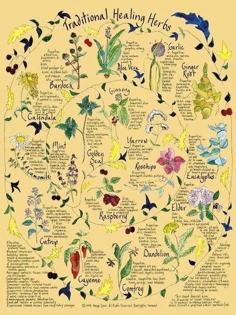 The woman i studied with in Oregon had this poster and I loved it for the vaguely 1970s vibe. Would like the lettering to have just a hint of vintage without looking too kitchy Magia Das Ervas, Garden Indoor, Herbal Apothecary, Healing Plants, Herbal Healing, Healing Herbs, Medicinal Herbs, Medicinal Plants, Natural Medicine