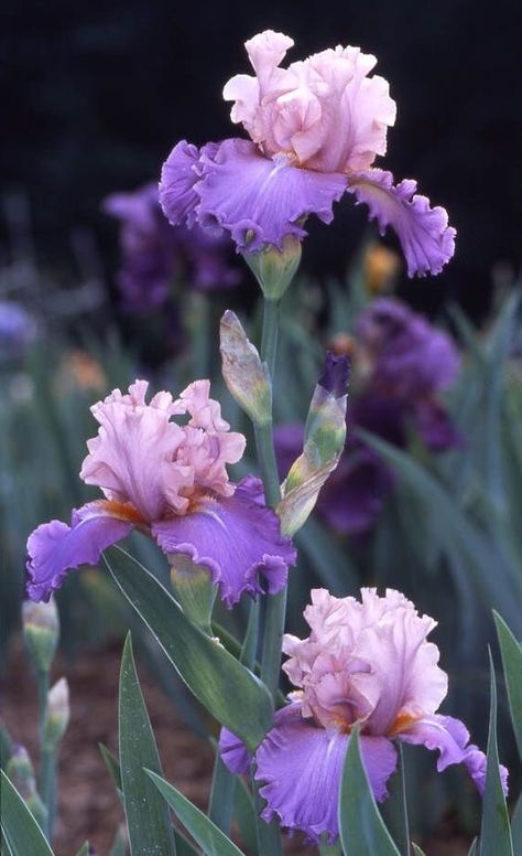 Iris Painting, Iris Garden, Pola Sulam, Iris Flowers, Irises, Exotic Flowers, Flower Beauty, Beautiful Blooms, Flower Photos