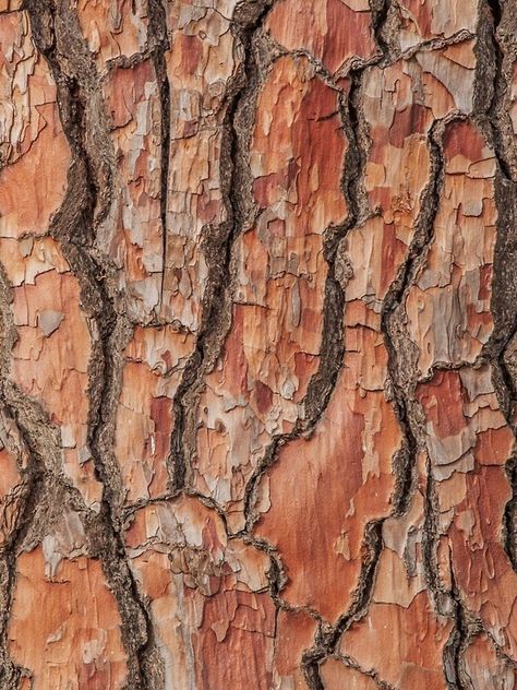 "Tree Bark Texture Pattern" iPhone Case & Cover by ind3finite | Redbubble Tree Bark Pattern, Tree Bark Photography, Dignity Collage, Patterns In Nature Texture, Tree Bark Painting, Treehouse Illustration, Oak Tree Bark, Texture Reference, Tree Texture