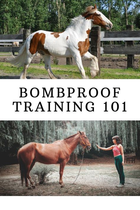 Desensitizing Horses, Horse Training Ground Work, Horse Training Exercises, Horseback Riding Tips, Horse Lessons, Riding Tips, Horse Exercises, Horse Facts, Horse Riding Tips