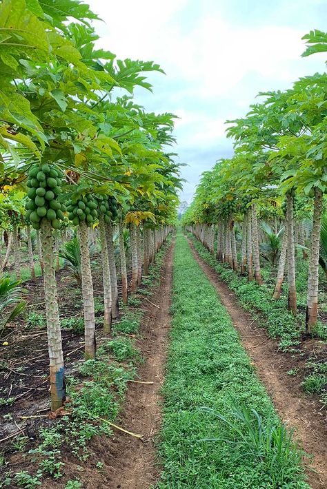 Papaya Farming, Growing Papaya, Grow Papaya, Photography Ideas Nature, Nature Photography Ideas, Papaya Plant, Agriculture Photography, Papaya Tree, Garden Watering System