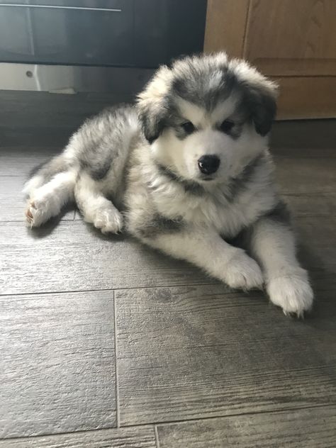 Alaskan Husky Puppies, Alaskan Malamute Puppy Fluffy, Malamute Aesthetic, Alaskan Malamute Aesthetic, Alaskan Malamute Puppy, Alaskan Dog, Malamute Puppy, Alaskan Malamute Puppies, Malamute Husky