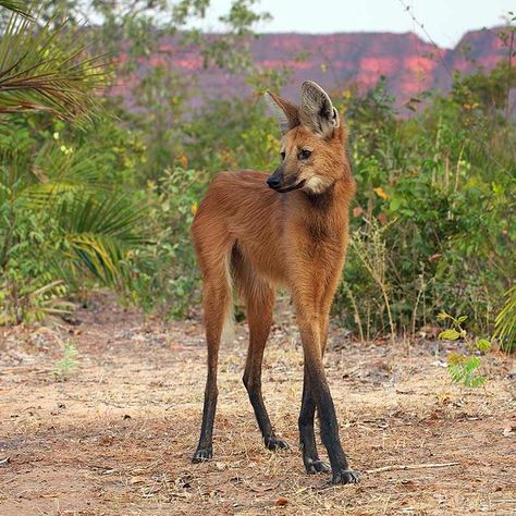 Long legged fox Glaucus Atlanticus, Bizarre Animals, Maned Wolf, Regnul Animal, Interesting Animals, Unusual Animals, Rare Animals, Animal Facts, Wild Dogs