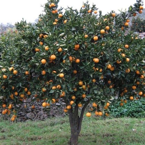 Oda al naranjo y fiesta by Göteborgs Alternativa Ork Garden Design Vegetable, Vegetable Garden Layout, Fruits And Vegetables Pictures, Orange Farm, Mandarin Tree, Vegetables Garden, Landscape Pencil Drawings, Berry Garden, Citrus Plant